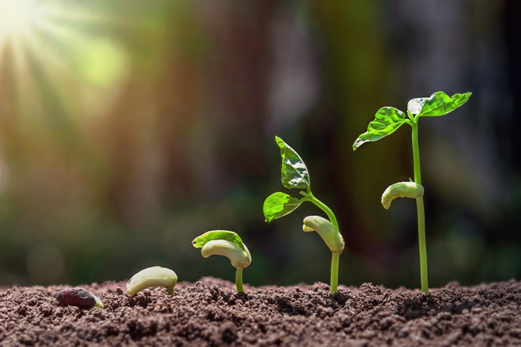 plants growing from soil