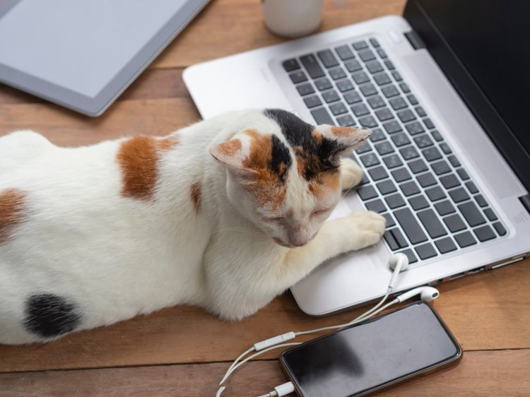 cat on laptop and near smartphone
