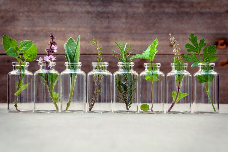 row of plants in clear jars